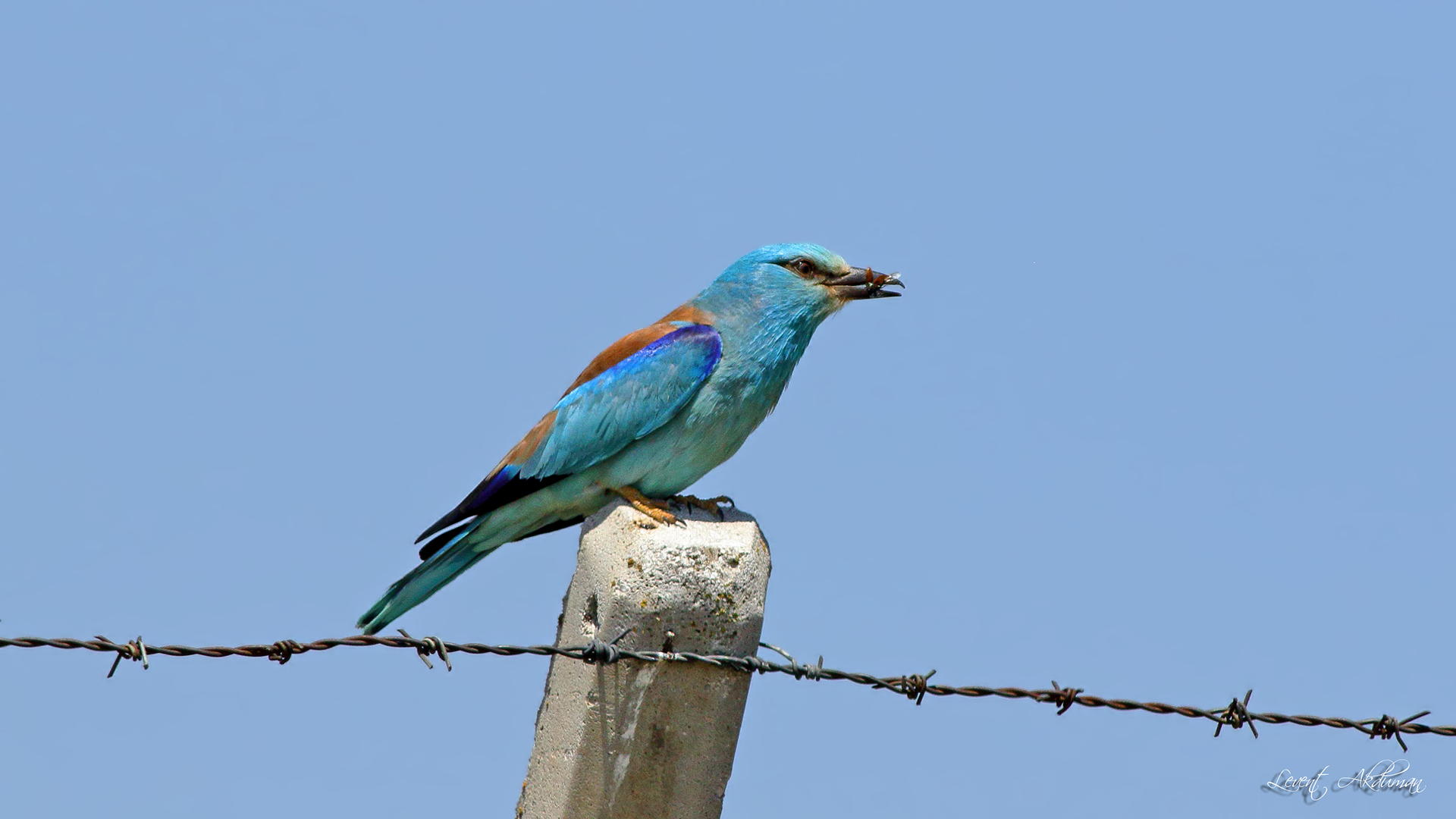 European Roller